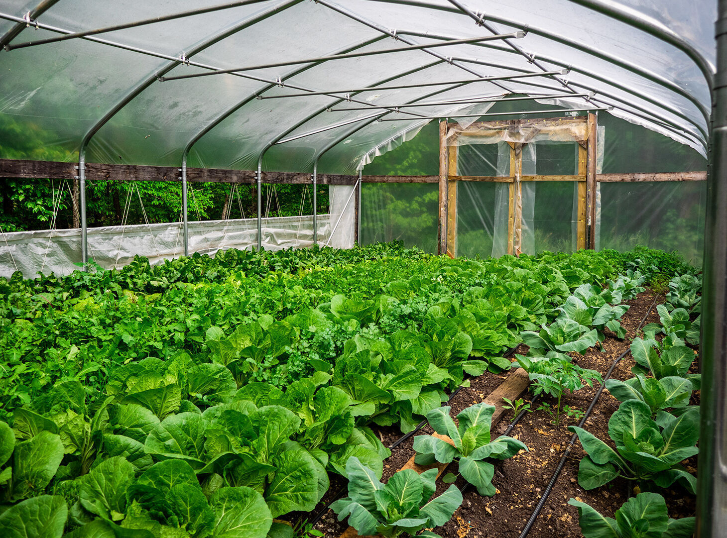 Scratch - greenhouse